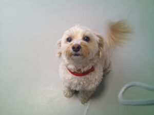 マルプーのロナちゃん　～横浜ペットホテル～