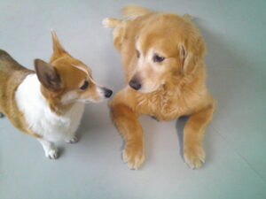 ゴールデンレトリーバーのゴン太ちゃん、パグのマロニーちゃん、コーギーのマロンちゃん　～横浜ペットホテル～