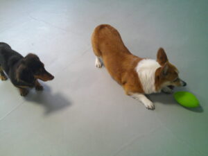 コーギーのマロンちゃん、ミニチュアダックスのショコラちゃん　～横浜ペットホテル～