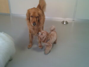 マルプーのれもんちゃん　～横浜ペットホテル～