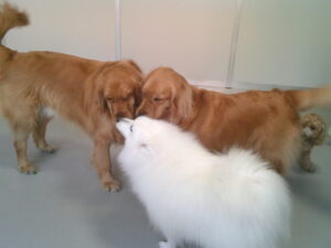 スピッツのロビちゃん　～横浜ペットホテル～