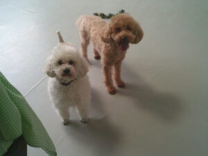 トイプードルのうめ吉ちゃん、心ちゃん　～横浜ペットホテル～