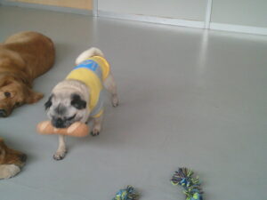 パグのマロニーちゃん　～横浜ペットホテル～