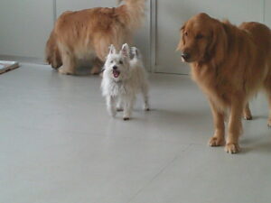 ケアンテリアのトトちゃん　～横浜ペットホテル～