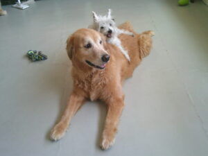 ゴールデンレトリーバーのゴン太ちゃん、ケアンテリアのトトちゃん　～横浜ペットホテル～あばｒ