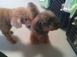 トイプードルのももちゃん、チャコちゃん　～横浜ペットホテル～