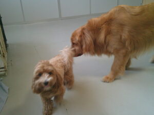 マルプーのれもんちゃん　～横浜ペットホテル～