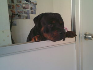 ロ．ト．ワイラーのラルフちゃん　～横浜ペットホテル～