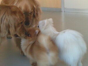 ポメラニアンのモコちゃん、モカちゃん　～横浜ペットホテル～