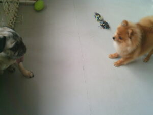 パグのマロニーちゃん、ポメラニアンのモカちゃん　～横浜ペットホテル～