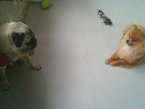 パグのマロニーちゃん、ポメラニアンのモカちゃん　～横浜ペットホテル～