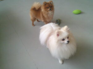 ポメラニアンのモカちゃん、モコちゃん　～横浜ペットホテル～