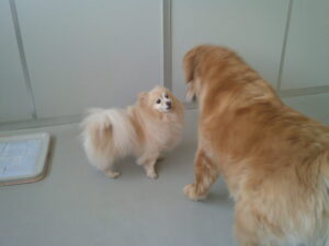 ゴールデンレトリーバーのゴン太ちゃん、ポメラニアンのプルちゃん　～横浜ペットホテル～