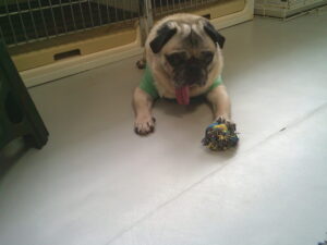 パグのマロニーちゃん　～横浜ペットホテル～