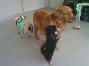 チワワのロニーちゃん、パグのマロニーちゃん、　～横浜ペットホテル～