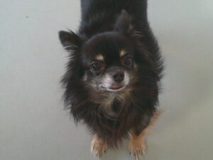 チワワのアースちゃん～横浜ペットホテル～